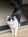 tommieN02.webp